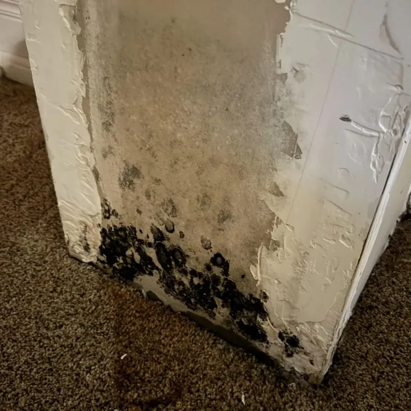 Professional Mold Removal in Cumberland, WI